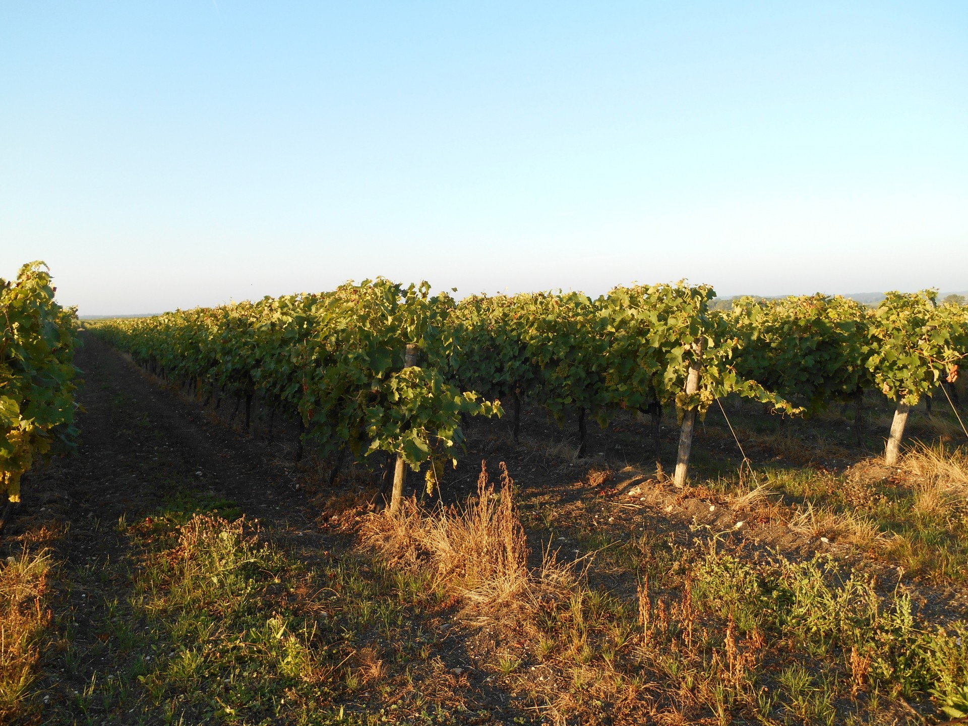 Vignoble Domaine des Tonneaux | Charente maritime
