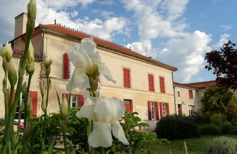 Vignoble en Charente-Maritime : marcher, comprendre, ressentir